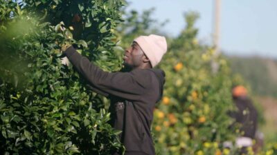 Pickers_13_Seydou_from_Mali_harvesting_oranges_in_southern_Italy._©_Marcus_Zahn